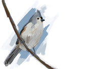 Tufted Titmouse (2025) Art Print