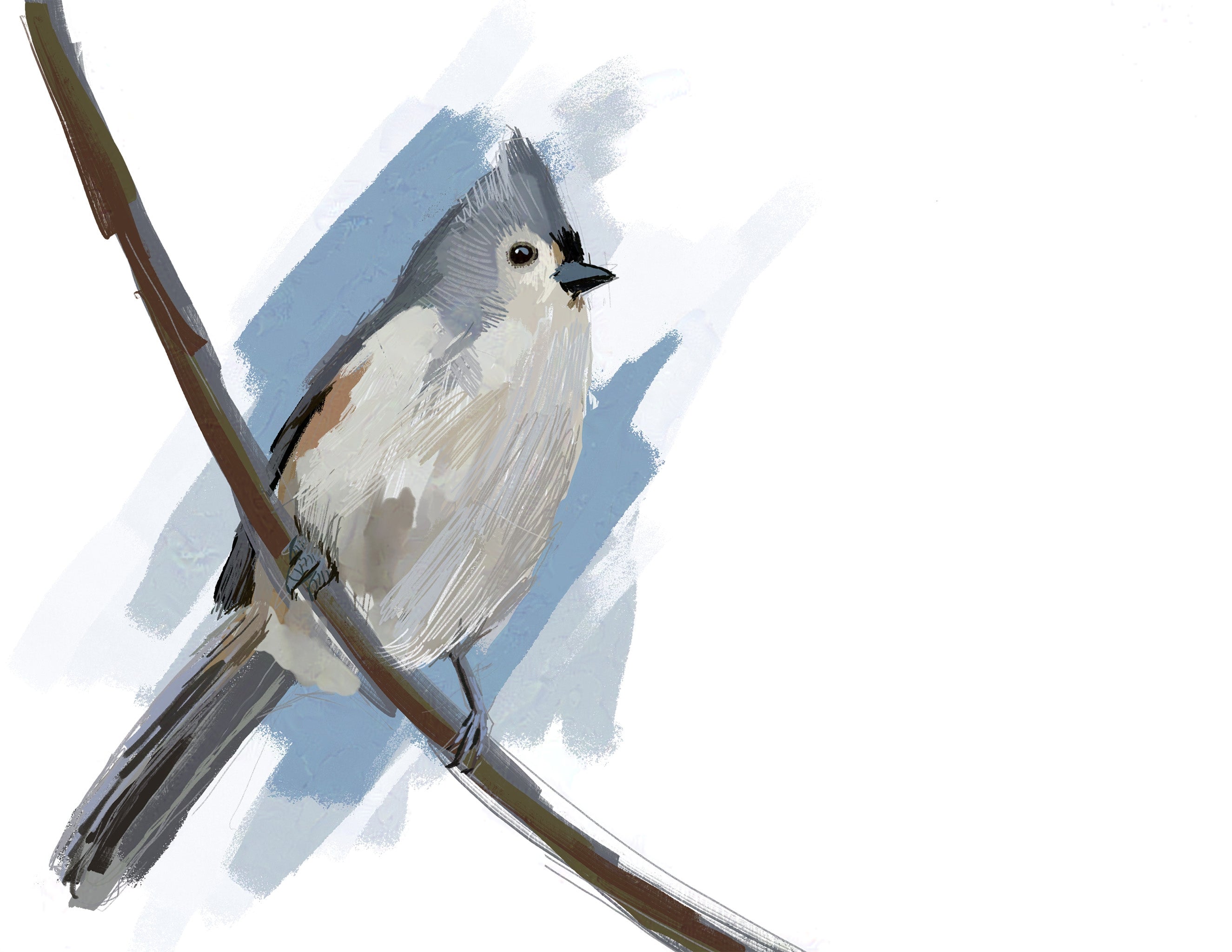 Tufted Titmouse (2025) Art Print