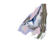 White-breasted Nuthatch (2025) Art Print