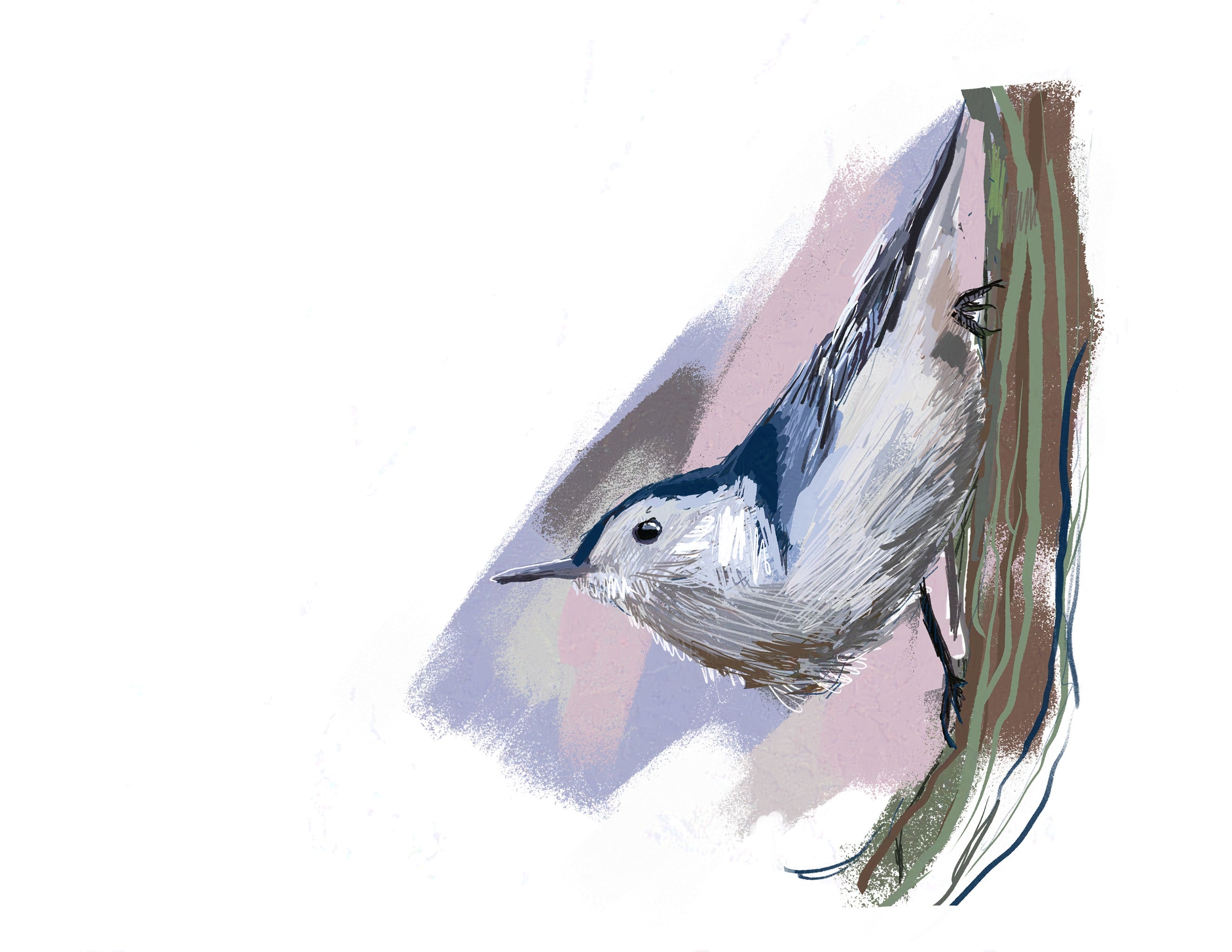 White-breasted Nuthatch (2025) Art Print