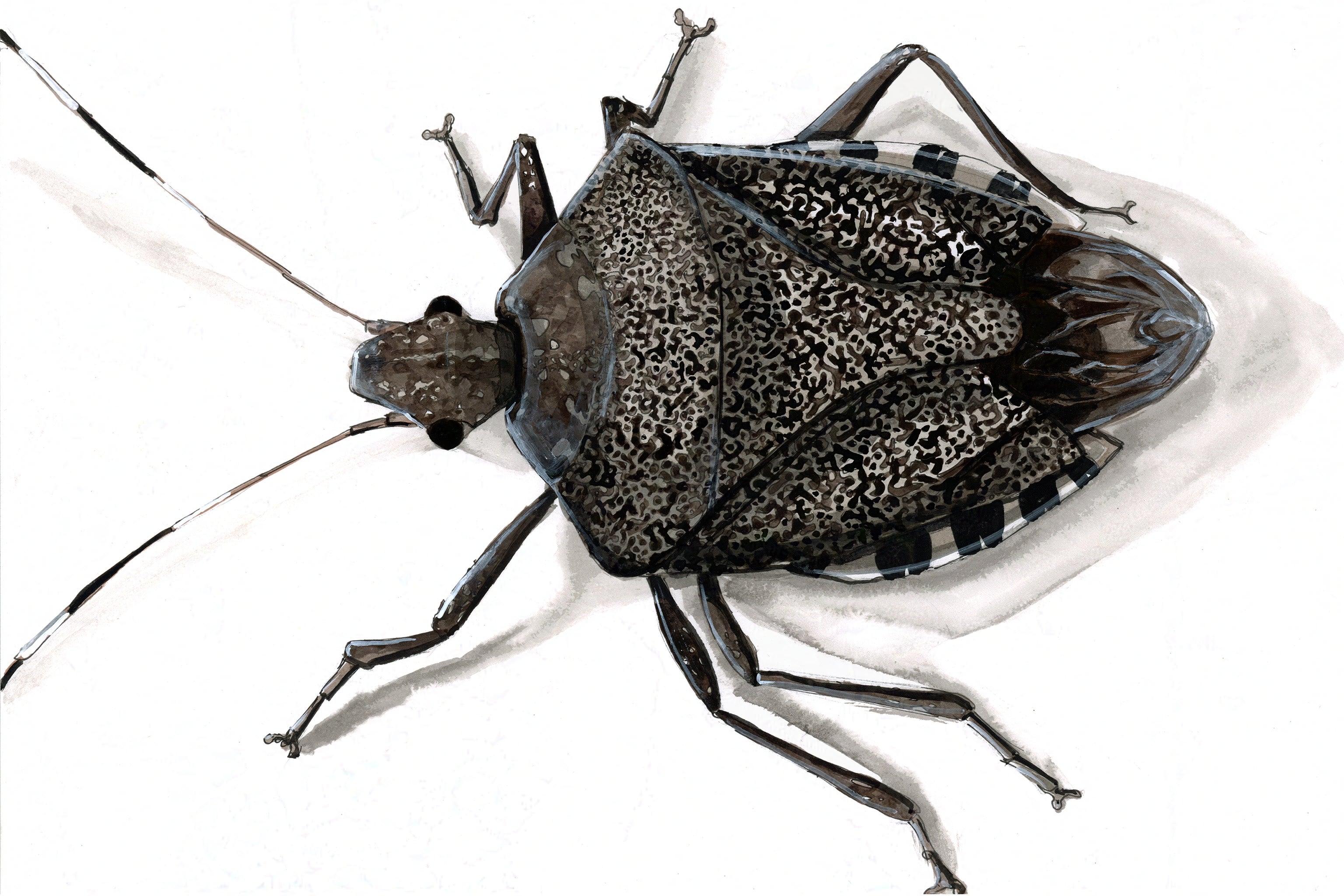 Brown Marmorated Stink Bug (Halyomorpha halys) Art Print
