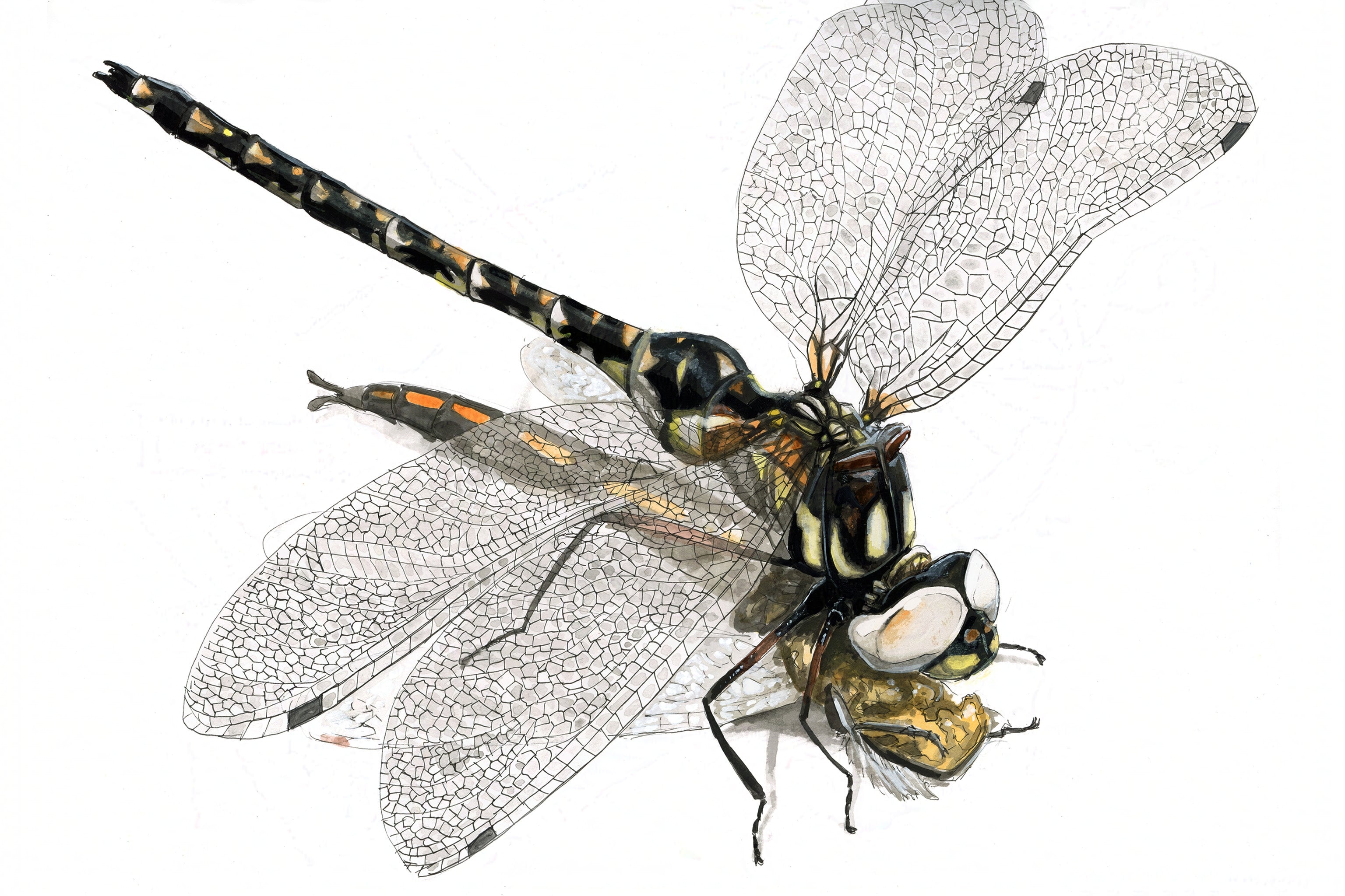 Harlequin Darner (Gomphaeschna furcillata) Art Print
