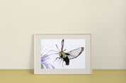 Broad Bordered Bee Hawk Moth (Hemaris fuciformis)