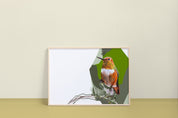 Allen's Hummingbird Art Print