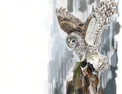 Barred Owl Art Print