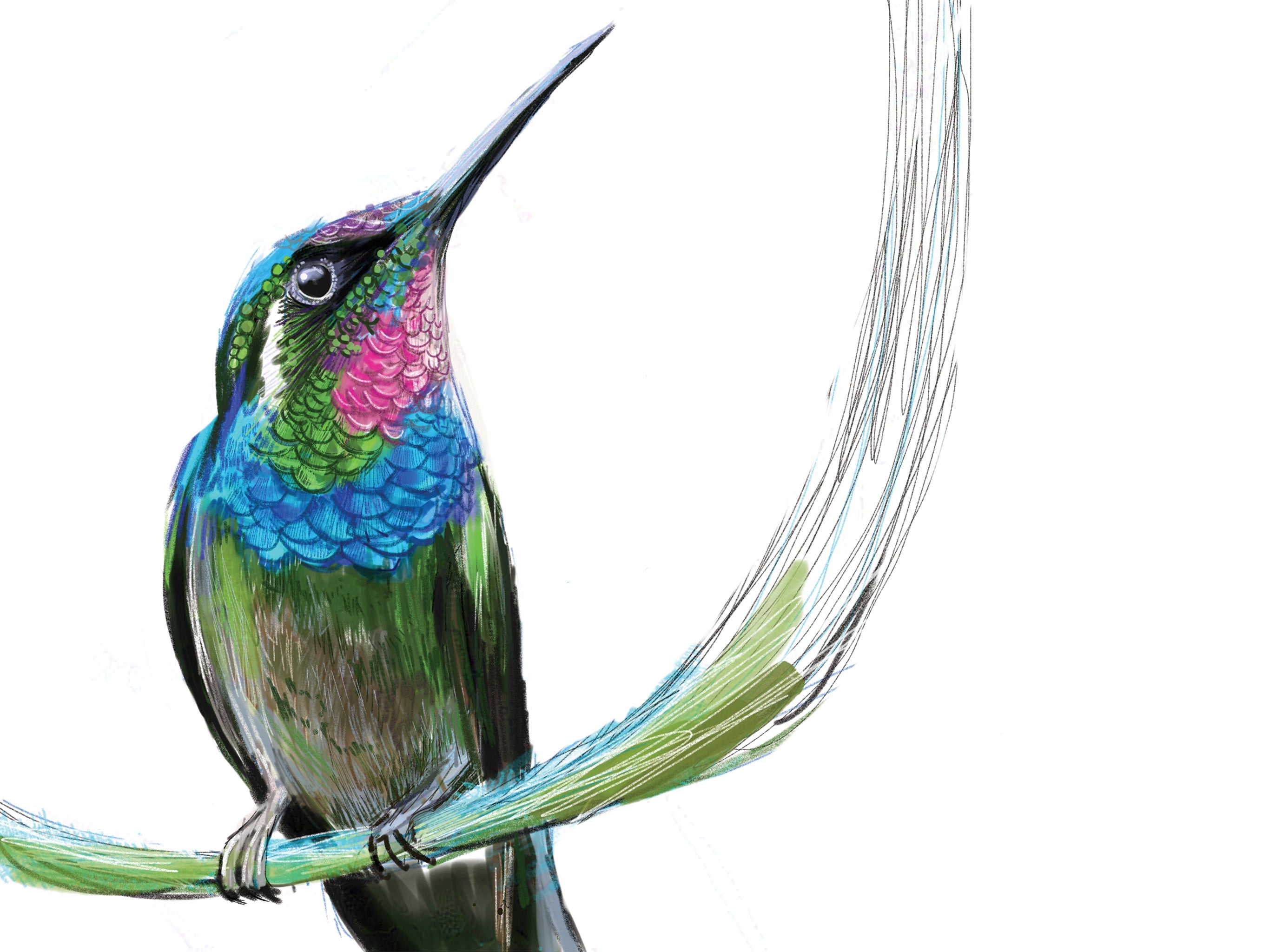 Brazilian Ruby Hummingbird Art Print