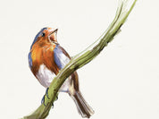 European Robin Art Print
